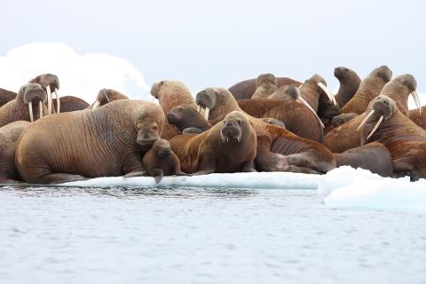 Pacific walrus on ice floe in Chukchi Sea, Alaska