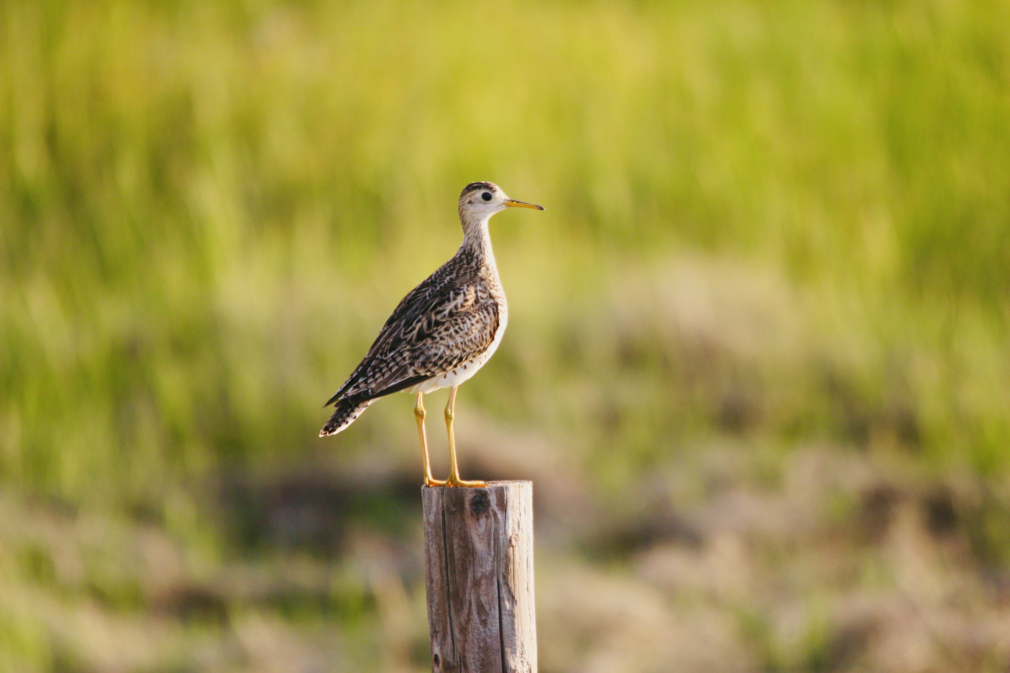 Bird on post