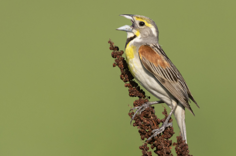 Dickcissel Photo: Elaine R Wilson (NaturePics)