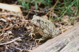 Toad from amphibian study (courtesy of Valerie Egger)