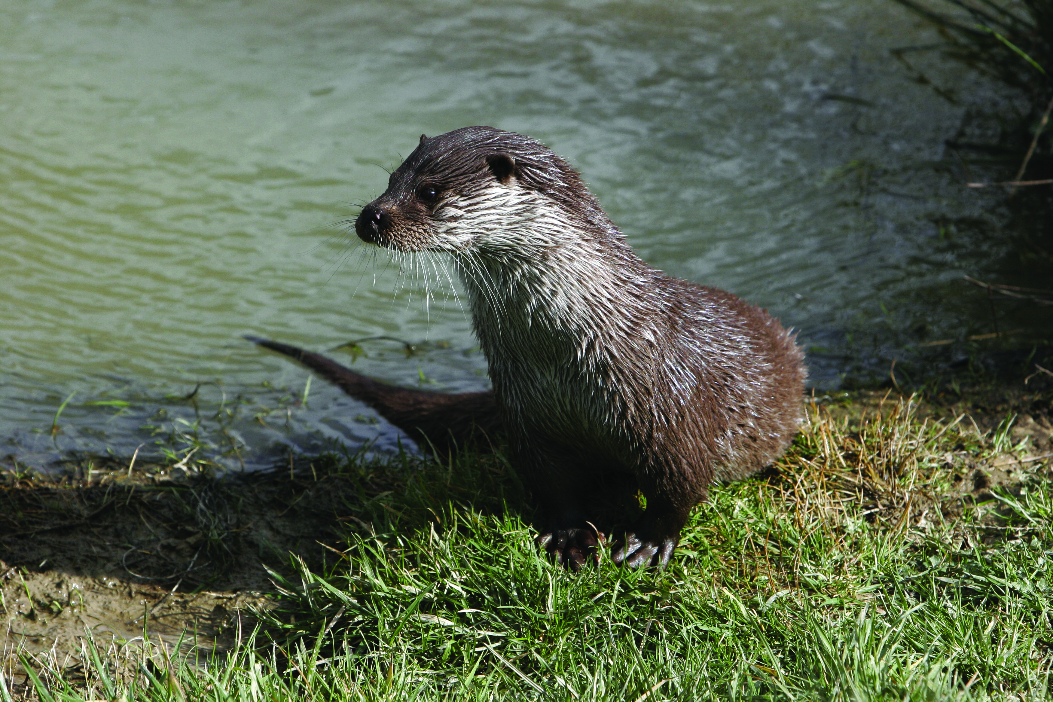 River Otter