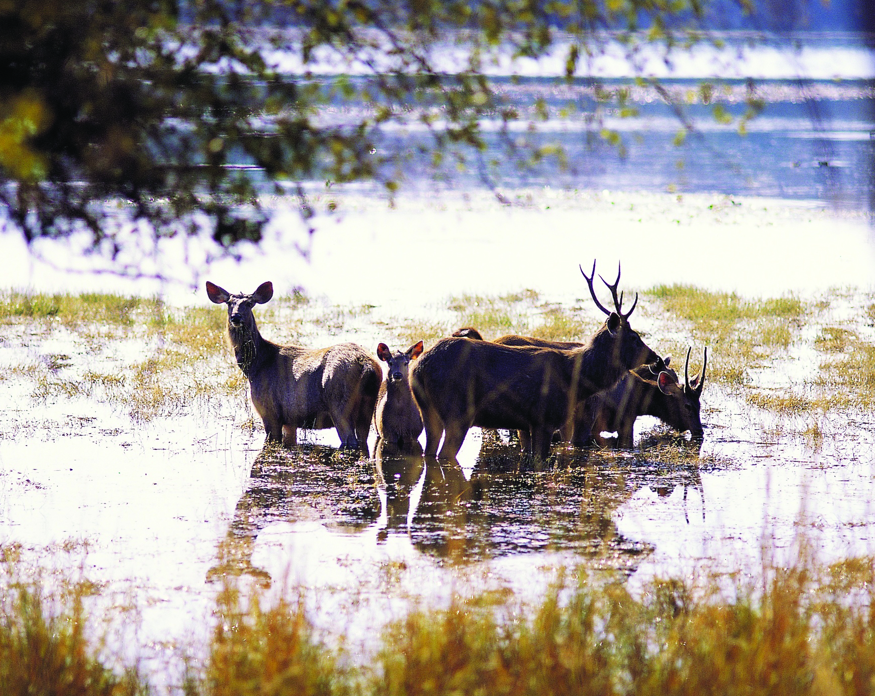 Deer in water