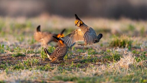 Two Males fighting.