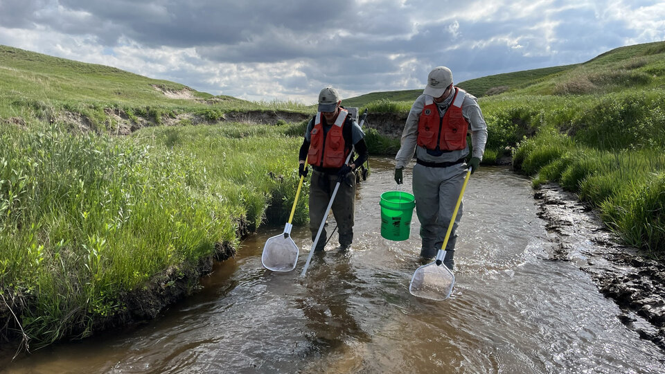 Electrofishing in Deer Creek