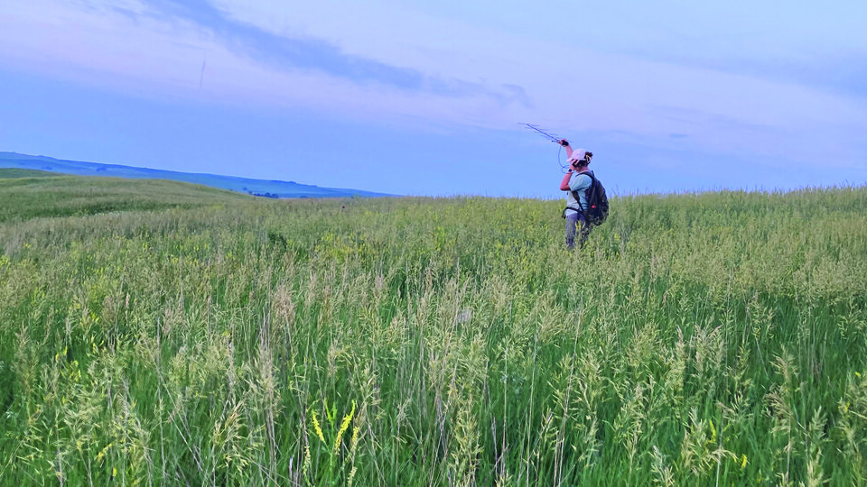 Prairie Grouse