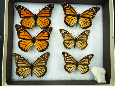 Monarchs samples