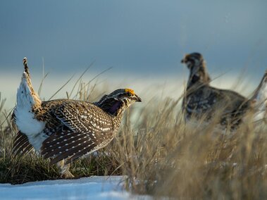 Prairie Grouse