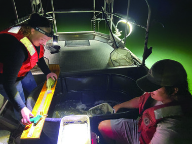 Measuring Bass