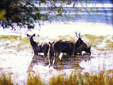 Deer in water