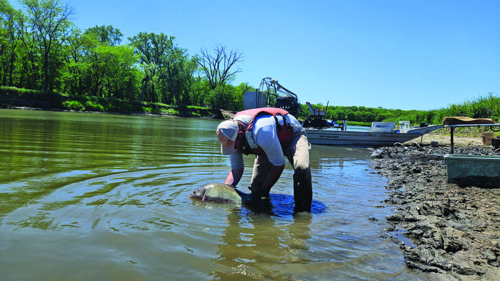 Buffalo Carp