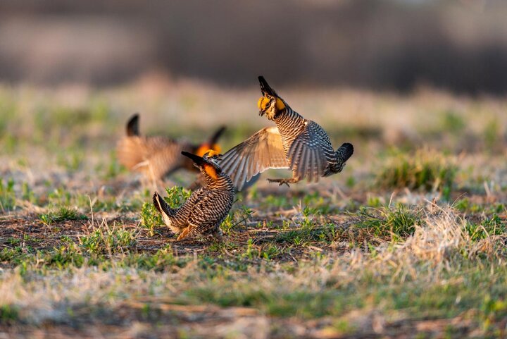 Prairie Grouse