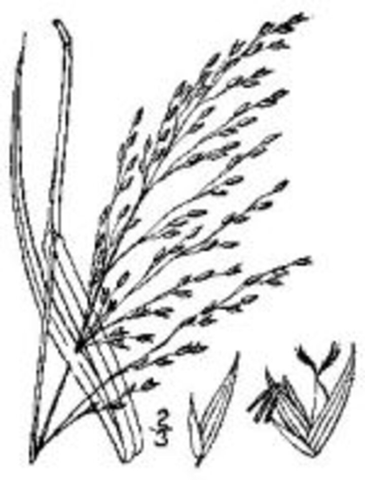 Panicum virgatum L- switchgrass USDA-NRCS Plants Database/Britton, N.L. and A. Brown 1913